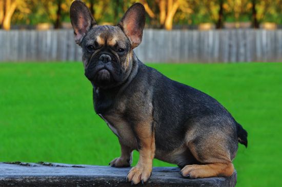 Sable French Bulldog picture