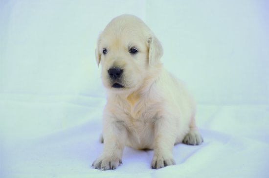 Golden Retriever dog