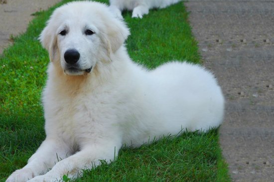 Great Pyrenees dog