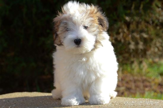 White with markings Havanese Puppy picture