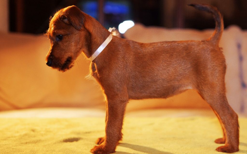 Red Irish terrier Puppy picture