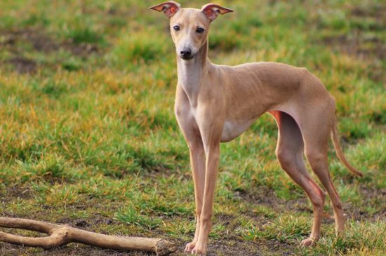 Italian Greyhound dog