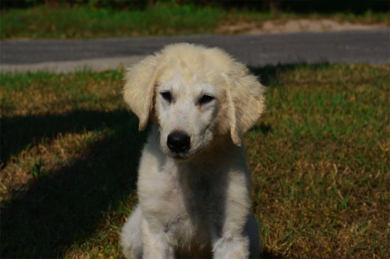 Kuvasz perro