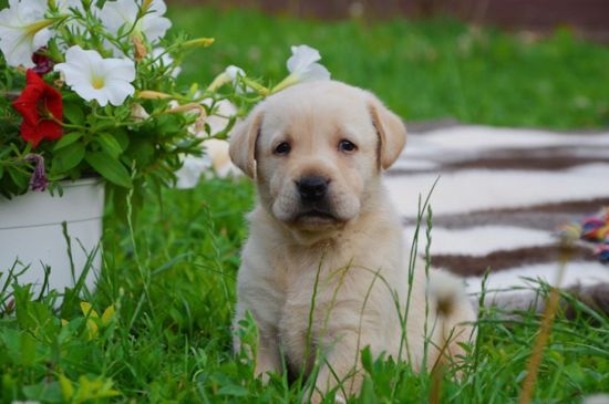 Labrador Puppy picture