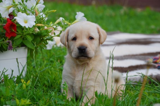 Labrador Retriever dog