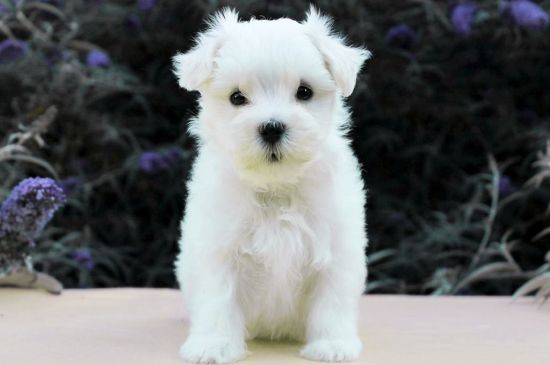 White Maltese Puppy picture
