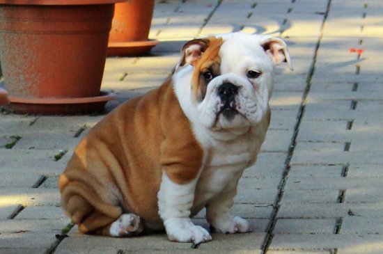 Mini Englishche Bulldog Hund