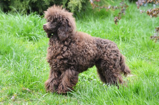 Miniature Poodle dog