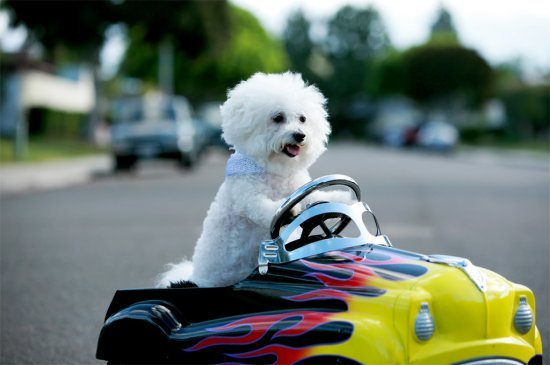 Bichon Frise dog