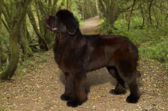 Brown Newfoundland picture
