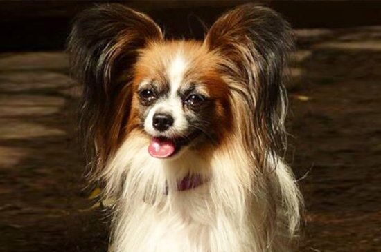 Papillon perro