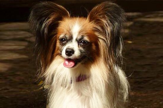 how much does it cost to buy a papillon