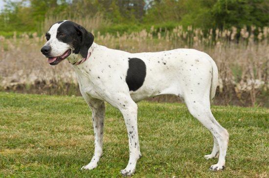 Englischer Pointer Hund