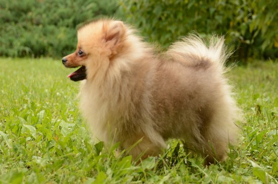 Pomerano perro