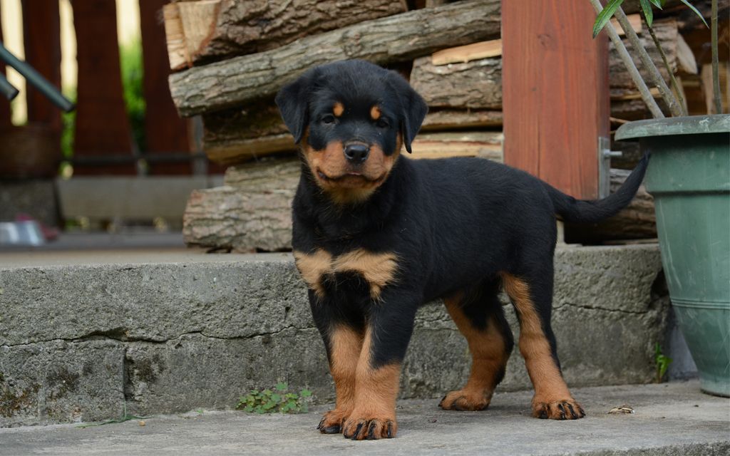 Black and Tan Rottweiler Puppy image