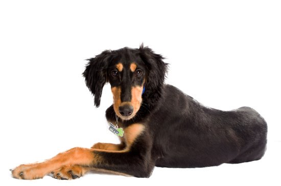 Saluki Hund