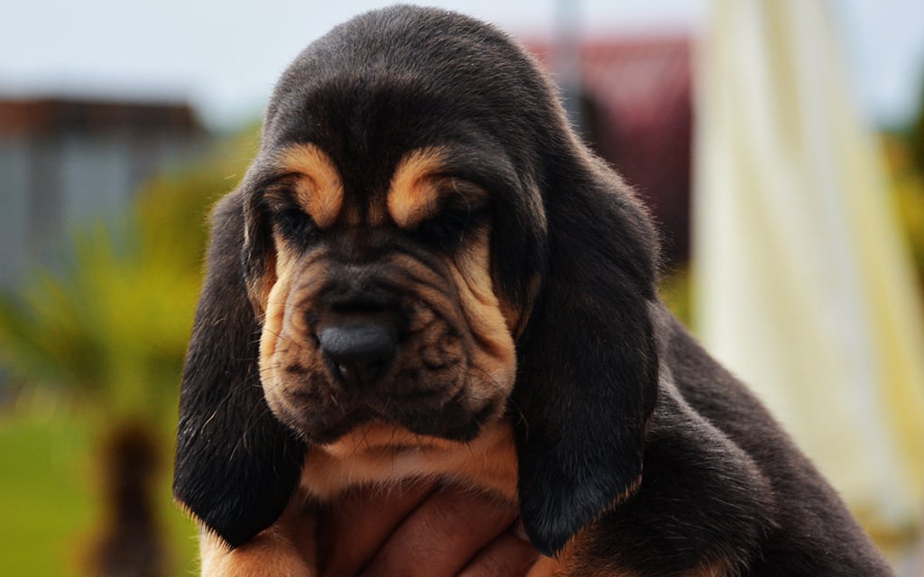 black bloodhound puppy