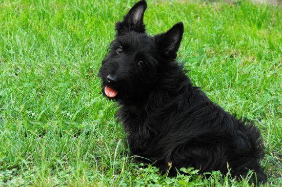 Terrier Escocés perro