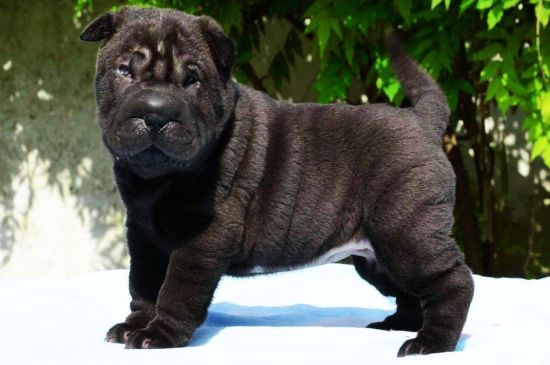 Silver Shar Pei Puppy picture