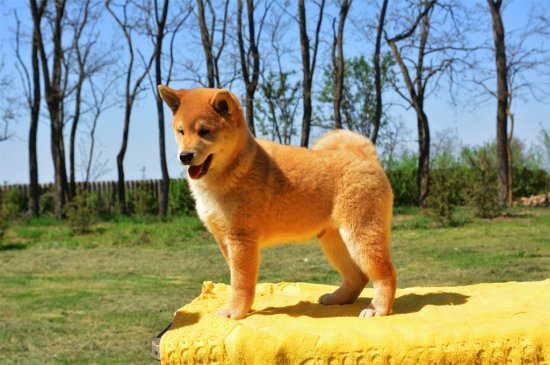 Shiba Inu perro