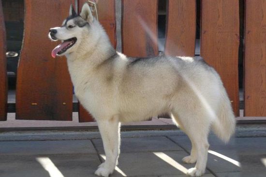 White with Silver markings Siberian Husky picture