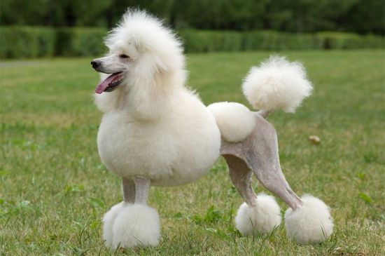White Standard Poodle picture
