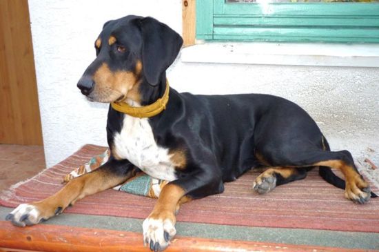 Black and Tan Transylvanian Hounds picture