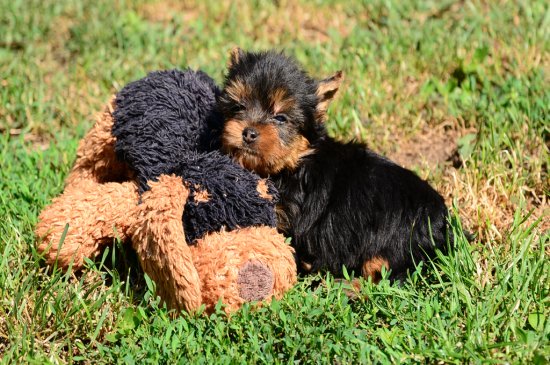 Yorkshire Terrier perro