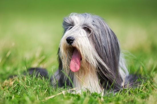 Silver and White Bearded Collie image