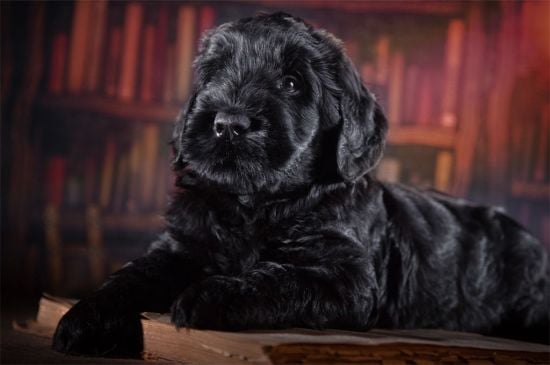 Black Russian Terrier Puppy image
