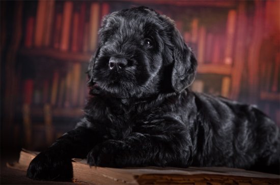 Black Russian Terrier dog