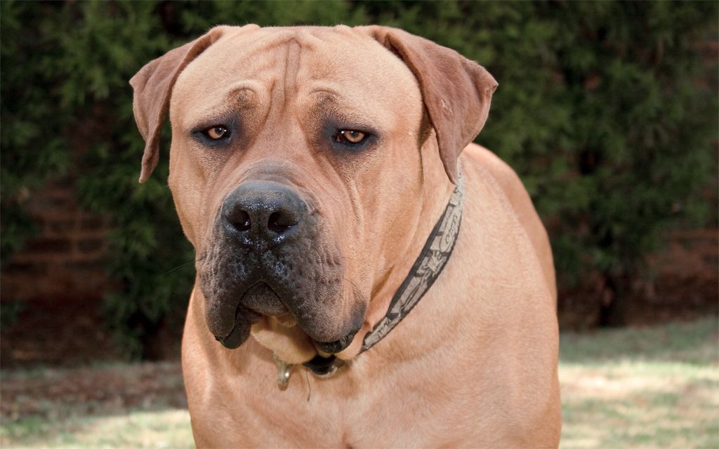 is the boerboel considered aggressive