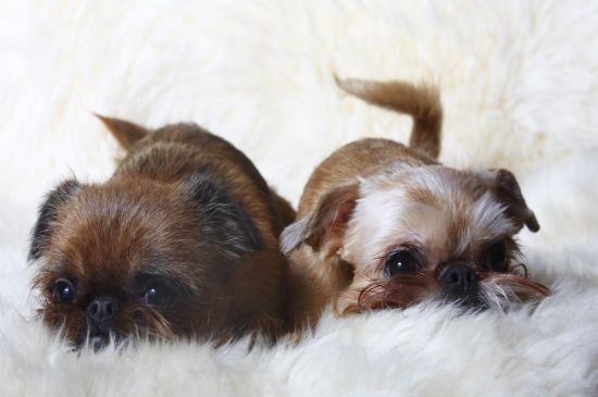 Red Brussels Griffon Puppies Picture