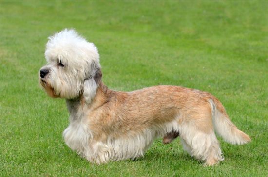 Red and White Dandie Dinmont Terrier image