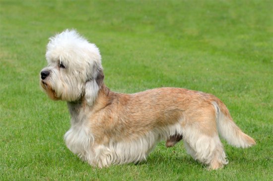 Terrier Dandie Dinmont perro