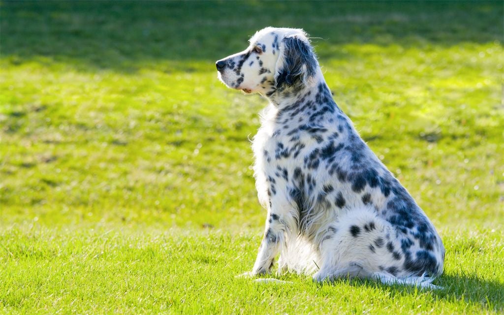 White with markings English Setter picture