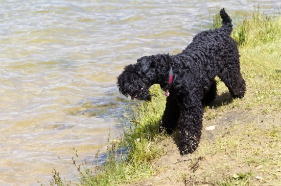 Kerry Blue Terrier dog