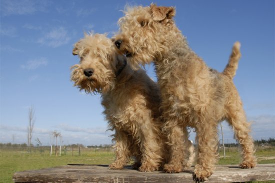 Lakeland Terrier dog