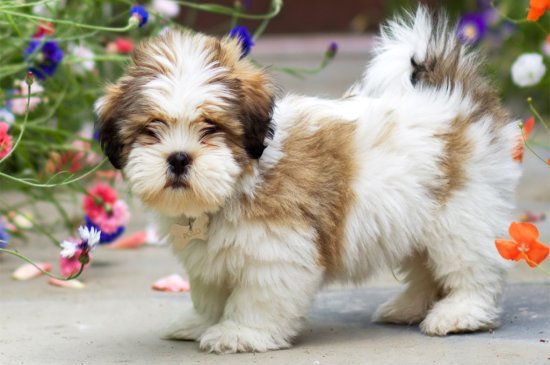 Lhasa poo for sale best sale near me