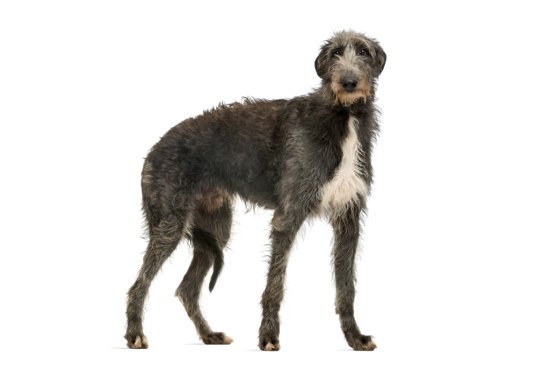 Scottish Deerhound dog