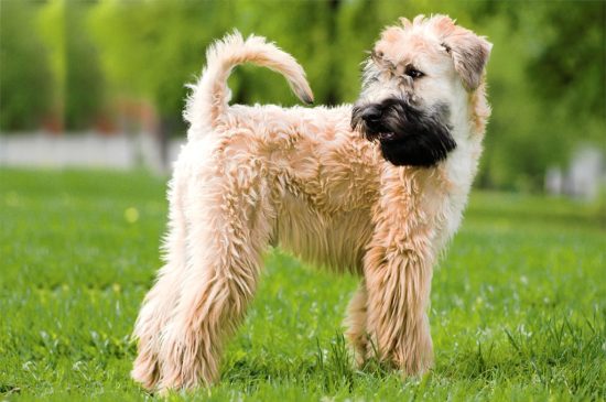 Irischer Weicher Stichelhaariger Weizen-Terrier Hund