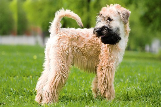 Soft Coated Wheaten Terrier dog