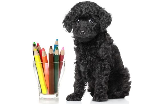Toy Poodle Puppy picture