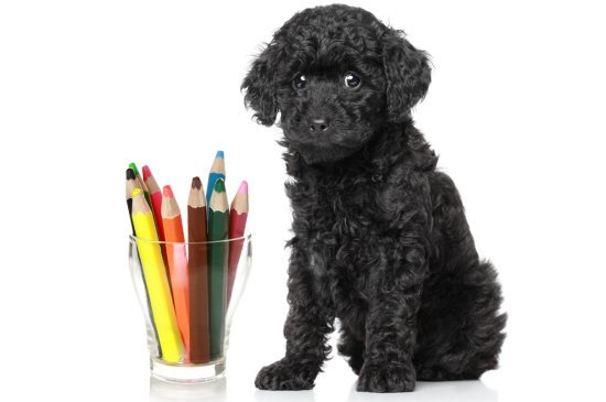 Toy Poodle dog