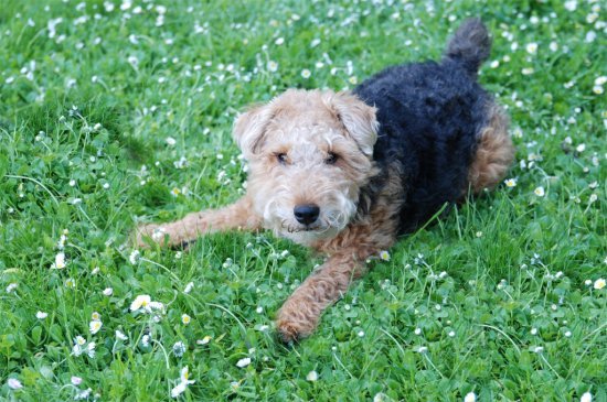 Welsh Terrier Hund