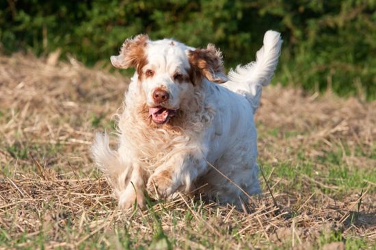 are clumber spaniels good water dogs