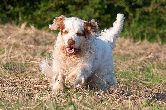 Clumber Spaniel perro