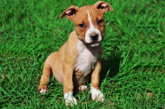 Amerikanischer Staffordshire-Terrier Hund