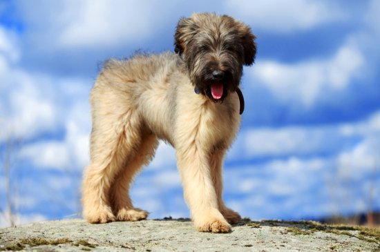 Briard perro