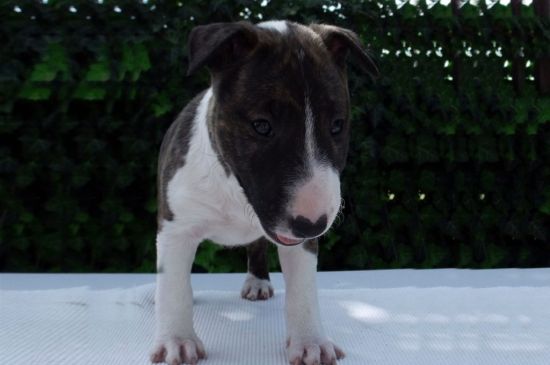 Black and White Bull Terrier Puppy image